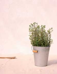 Immagine per la categoria Piantine