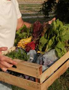 Immagine per la categoria BOX