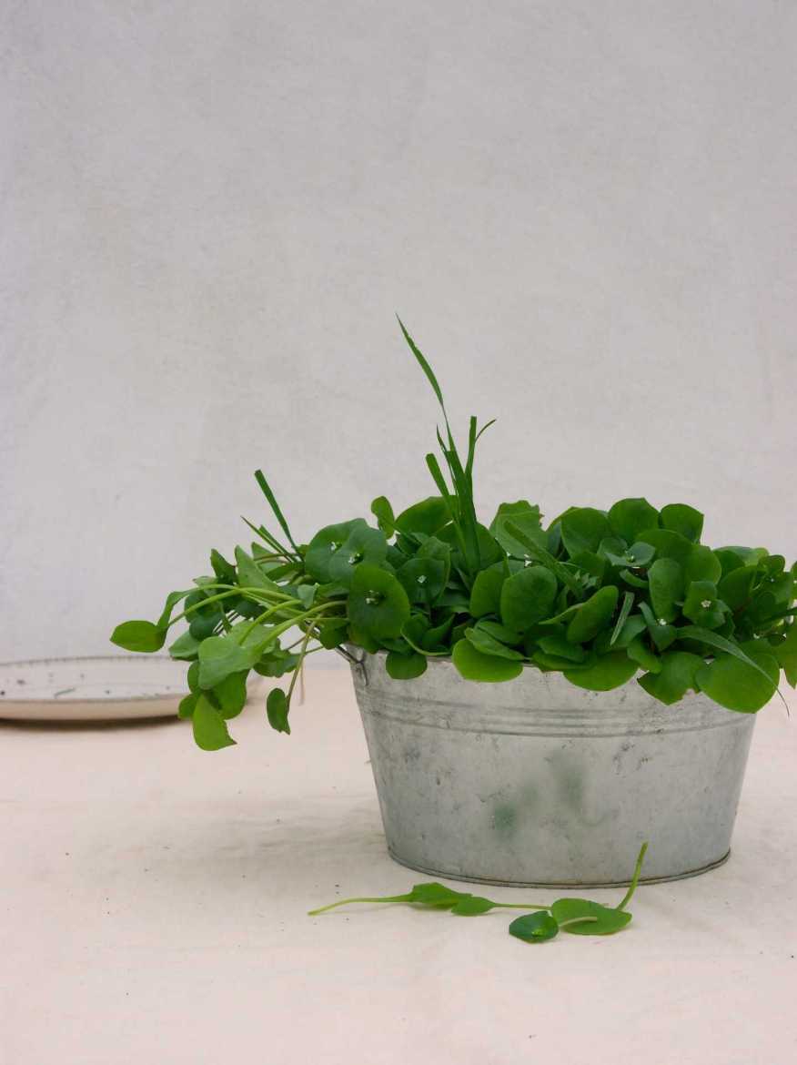 Immagine di Portulaca Invernale €/mazzo