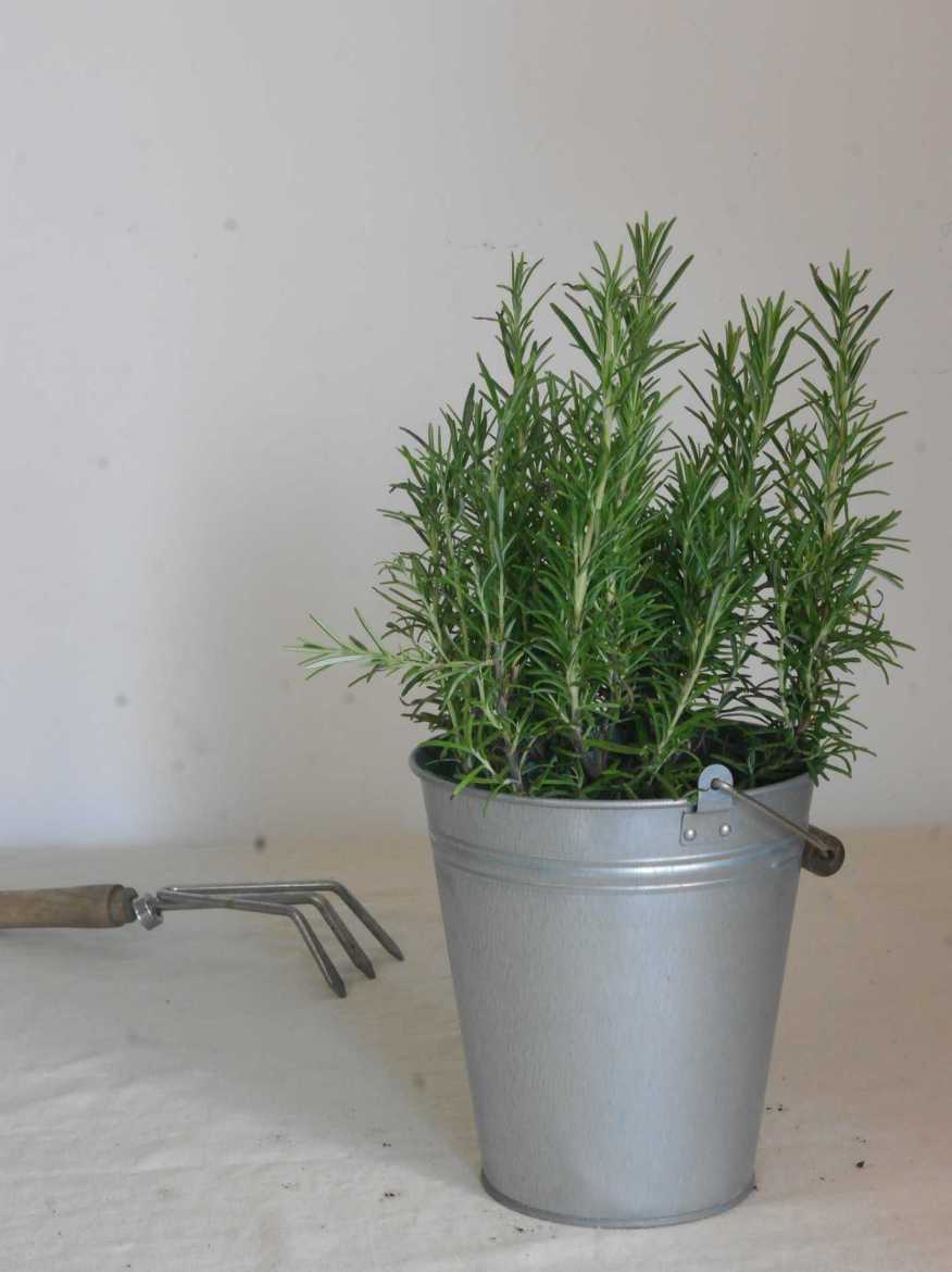 Immagine di ROSMARINO OFFICINALIS Vaso 14