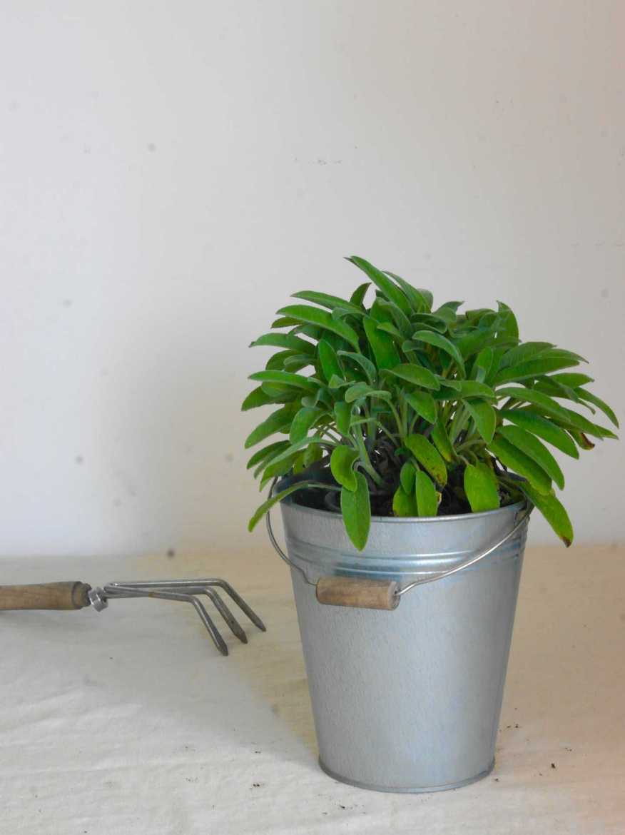 Immagine di SALVIA OFFICINALIS Vaso 14
