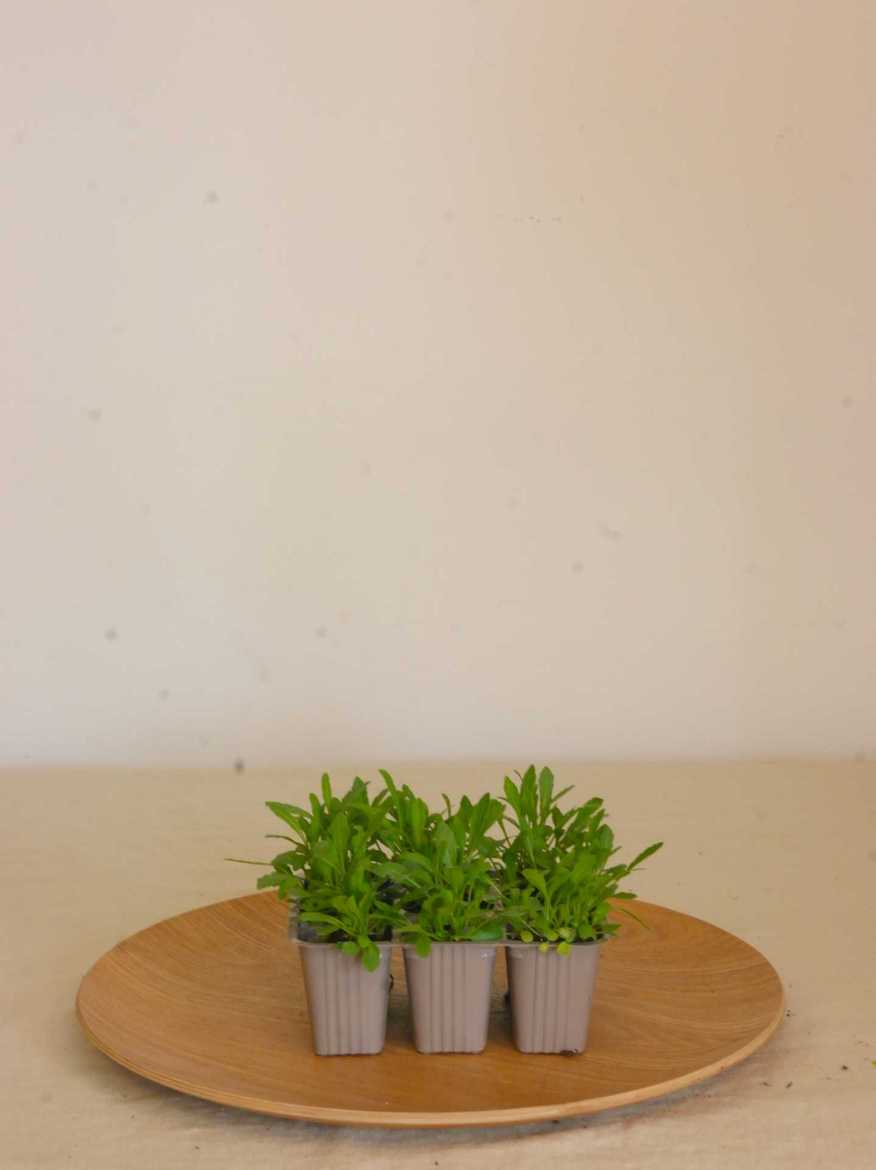 Immagine di RUCOLA conf. 9 piantine