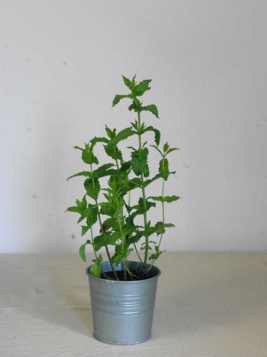 Immagine di MENTA PIPERITA Vaso 14