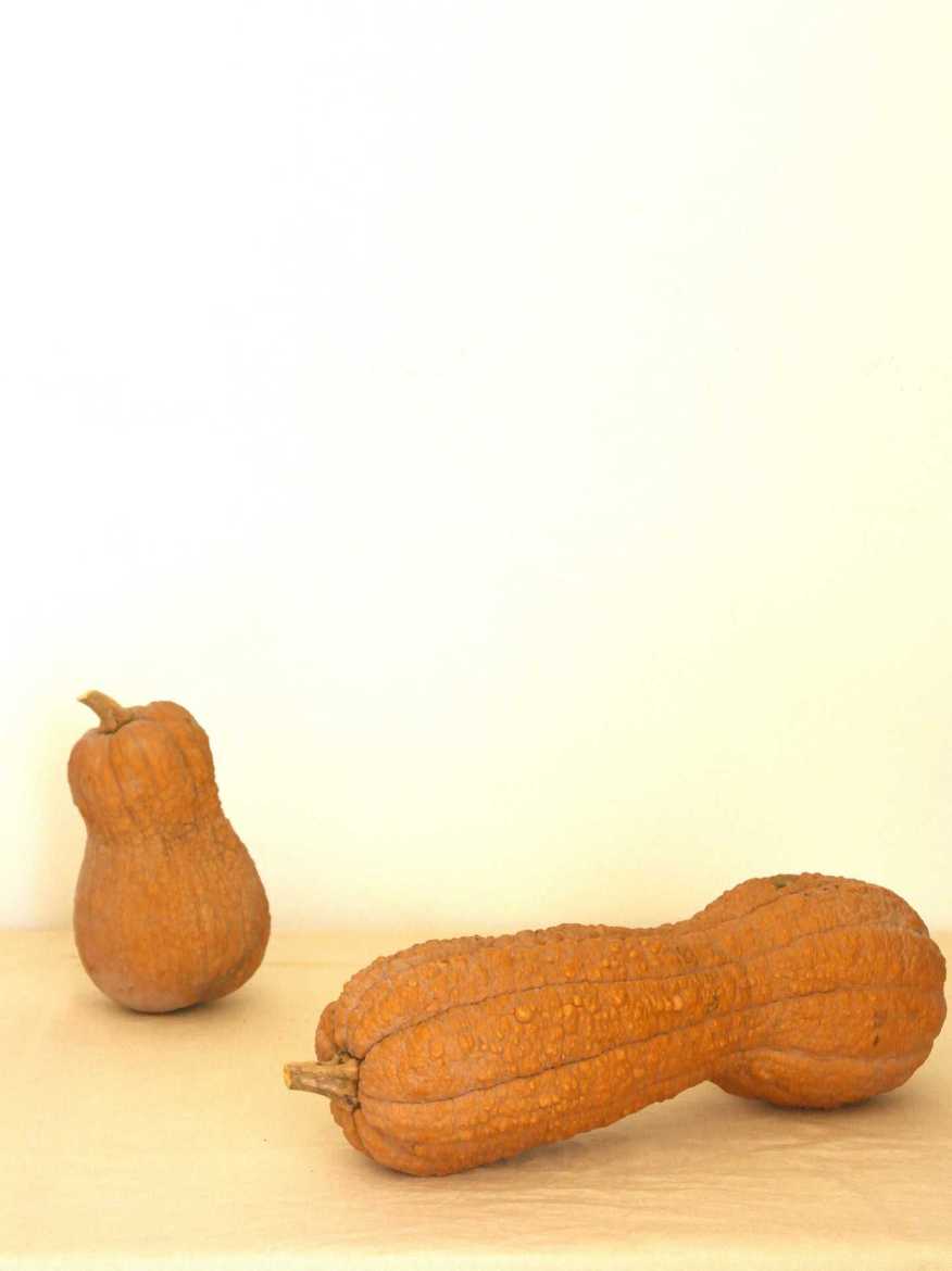 Immagine di Zucca Violina