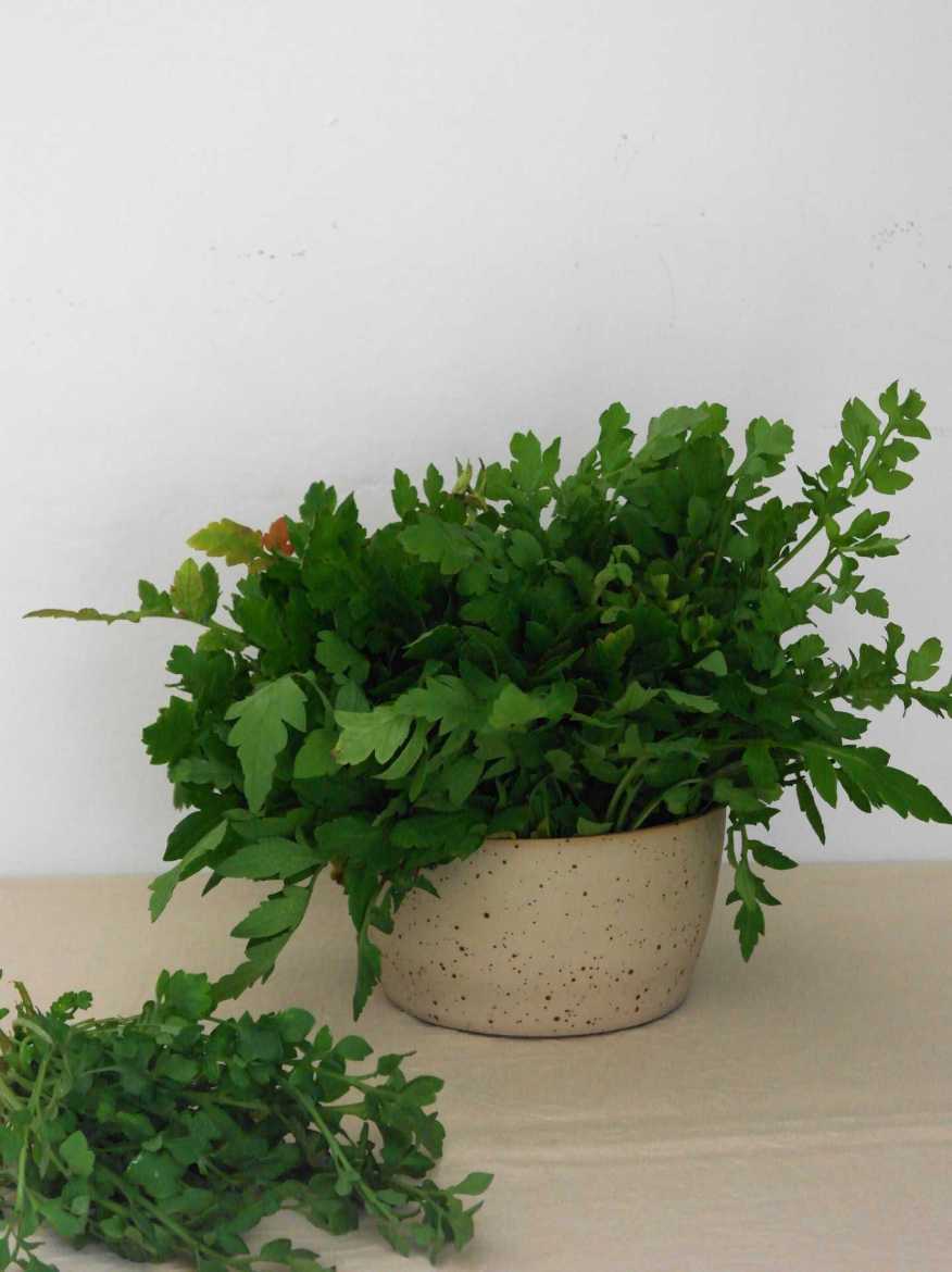 Immagine di Papavero Selvatico