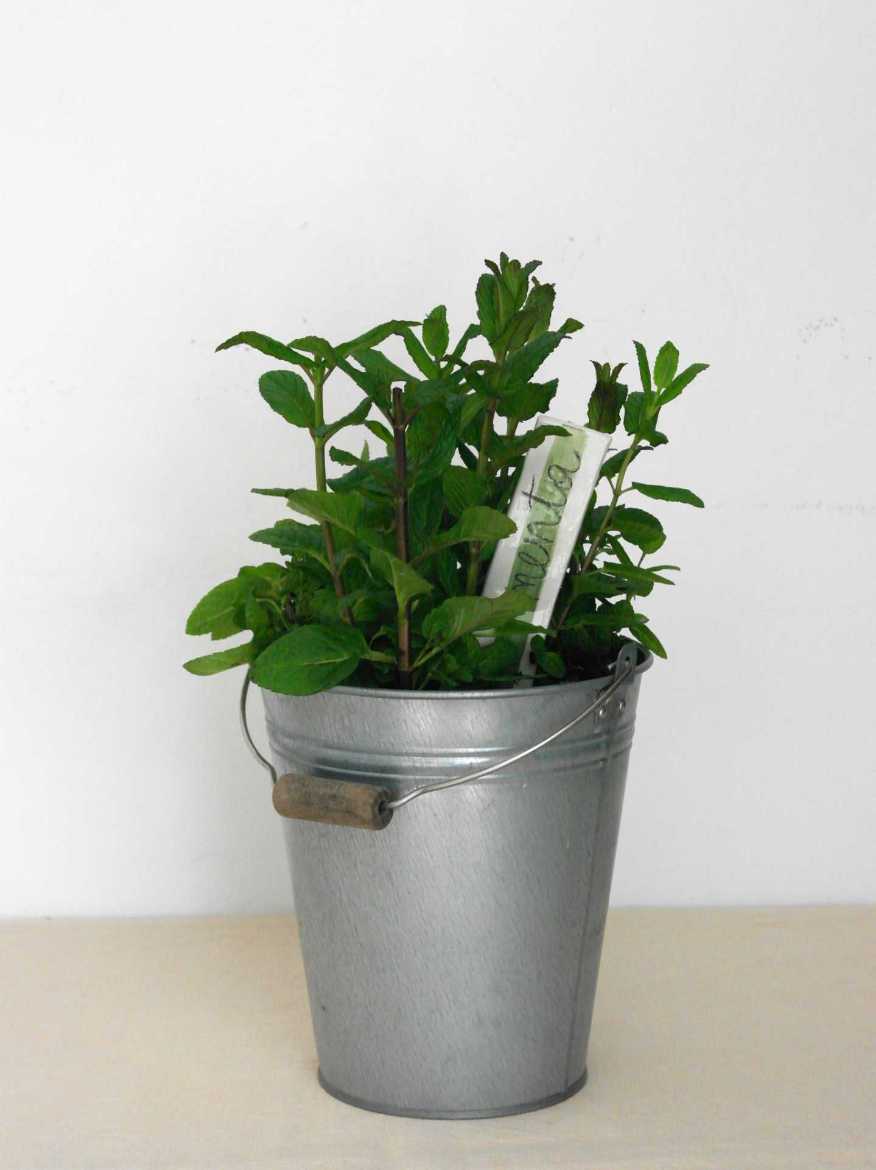 Immagine di MENTA PIPERITA Vaso 14