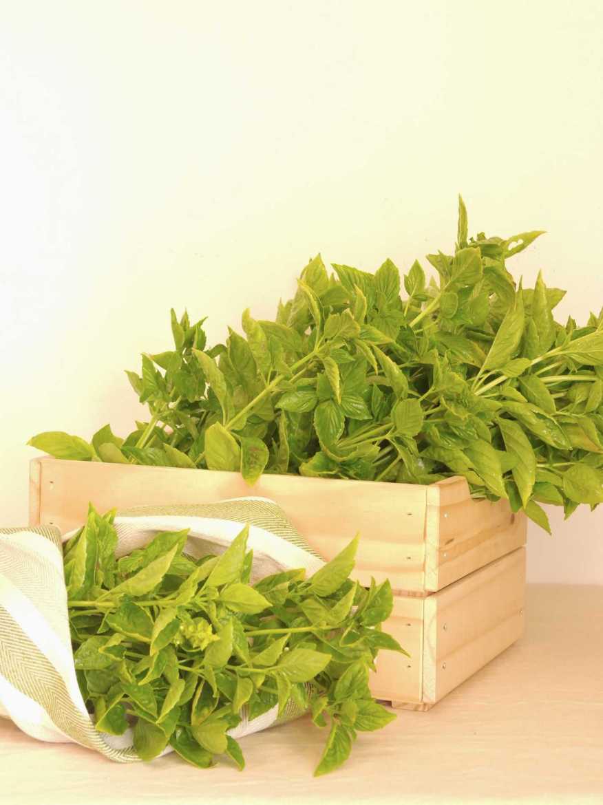 Immagine di Box BASILICO